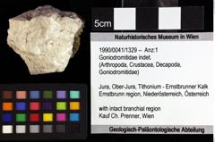 Foto (Objket + Etiketten) von Goniodromitidae indet. 